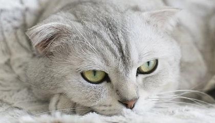 网红食品“安全认证”黑幕：伪造报告背后的疯狂逐利