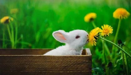 《古风变倭风：一场古装剧引发的审美风暴》